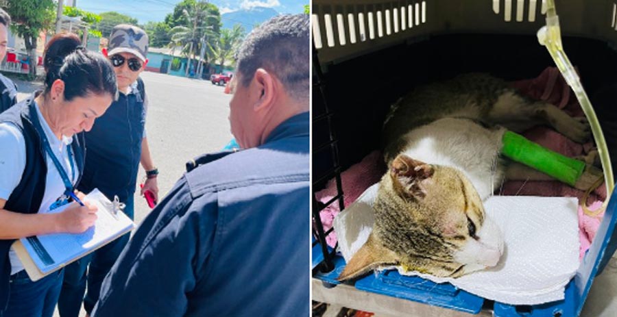 Capturan a hombre que atropelló a un gato en San Miguel