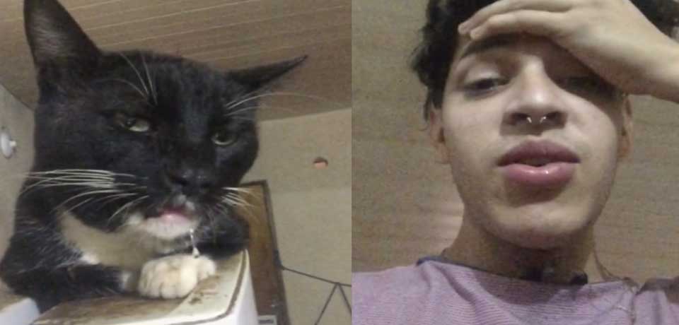 Gato se come los brownies de marihuana de su dueño y queda en shock