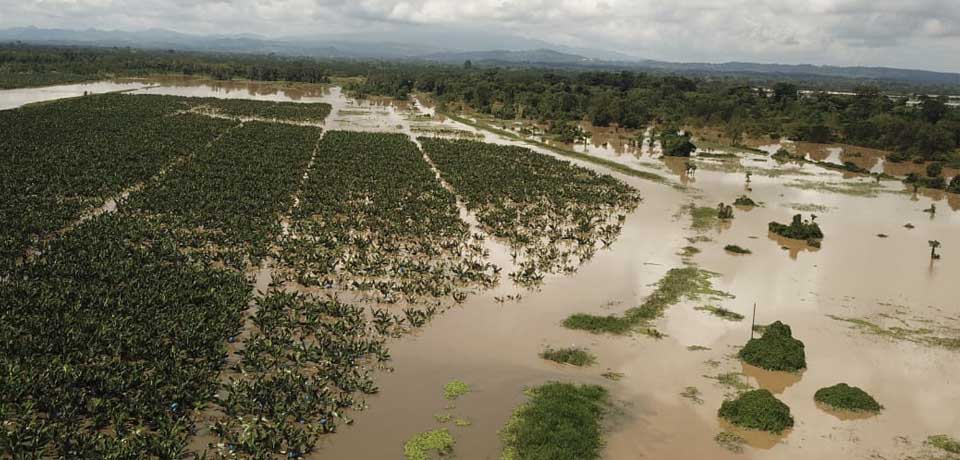 Guatemala y Honduras pierden 190 mil hectáreas agrícolas por tormenta Julia