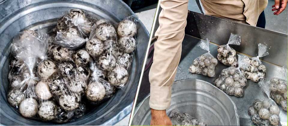 Decomisan más de 100 huevos de tortuga en playas de La Libertad
