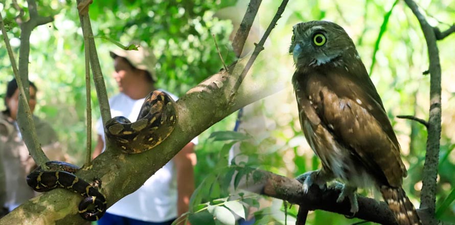 Devuelven a su hábitat a distintas especies en peligro de extinción