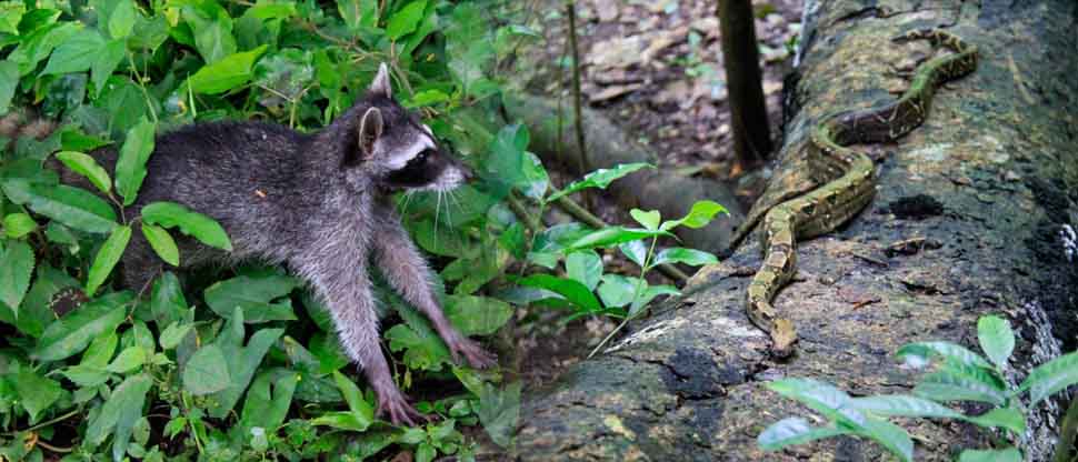 MARN libera tacuacines y otros animales silvestres en áreas naturales protegidas
