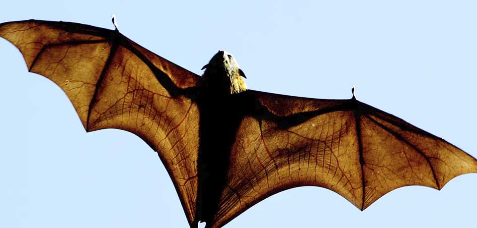 Alertan por virus similar al Covid-19 encontrado en murciélagos 