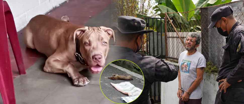 Capturan a dueño de pitbull, luego que el animal causara la muerte a otro perro en Ciudad Delgado