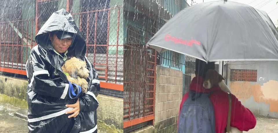 Perros y gatos son evacuados junto a sus dueños a los albergues en Santa Tecla