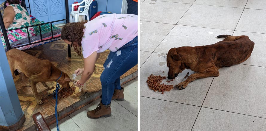 Rescatan y alimentan a varios perritos que corrían peligro por las lluvias en La Unión