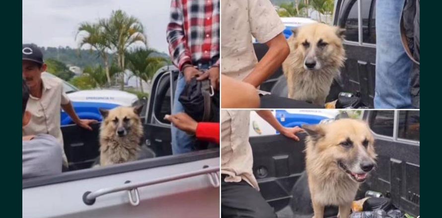 ¡En las buenas y las malas! Hombre es arrestado y su perro lo acompaño hasta la cárcel
