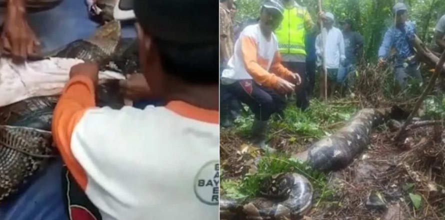 Mujer desaparece en el bosque y días después la encuentran al interior de una enorme pitón