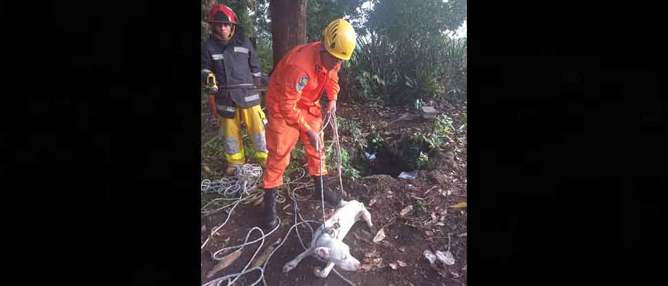 Bomberos rectan a “Firulais”, perrito que cayó al interior de un pozo de 15 metros de profundidad