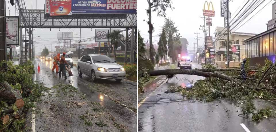 Retiran árbol de grandes proporciones que cayó esta madrugada sobre bulevar Santa Elena