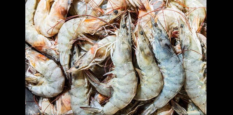 Anuncian veda de camarón marino entre el 4 de octubre y 2 de noviembre