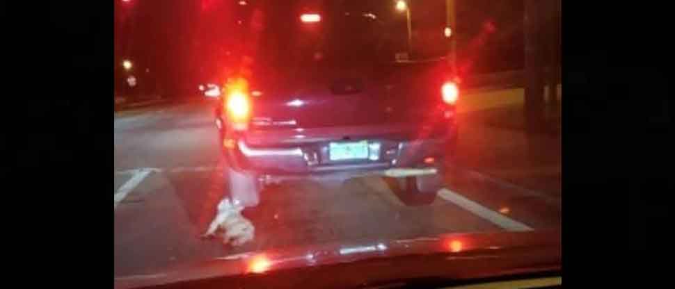 Captan a conductor cuando amarró a su perro bulldog francés a su camioneta