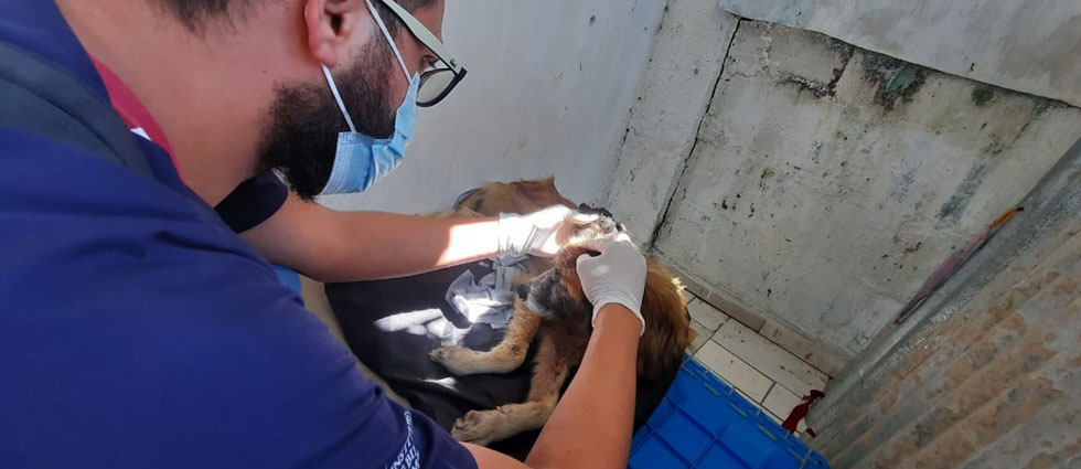 Sancionan a dueños de un can que al dejarlo sin supervisión fue agredido por otro en la calle