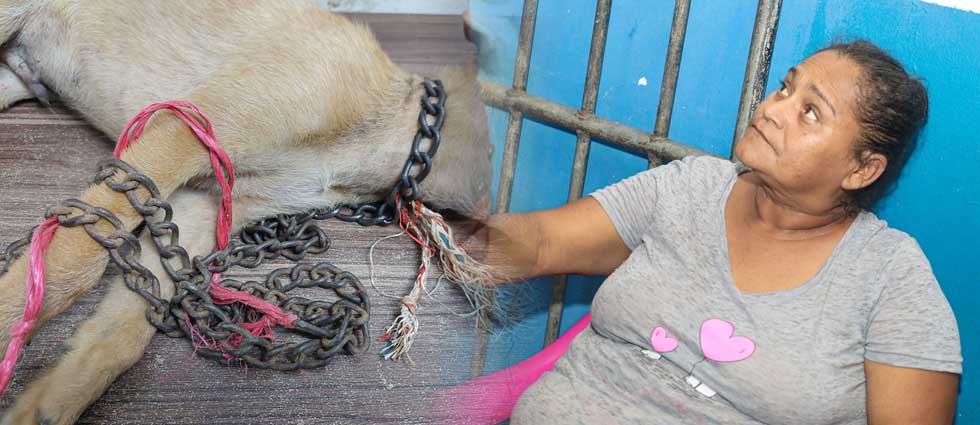 Arrestan a mujer que mantuvo encadenado a su cachorro bajo el sol hasta que este perdió la vida por insolación