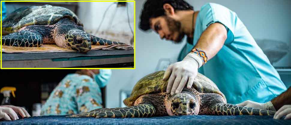 Veterinarios del MARN evalúan salud de tortuga rescatada en playa Metalío; la especie está en peligro de extinción