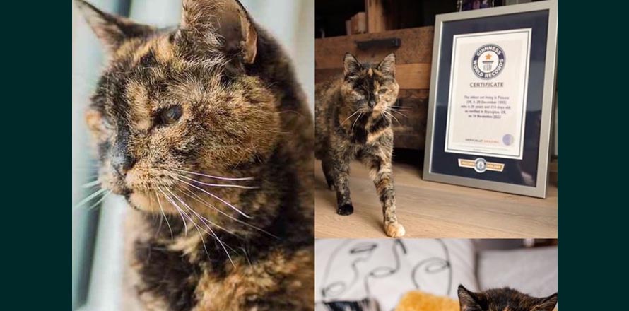 Flossie, la gata más vieja del mundo que entró a los Guinness Récords