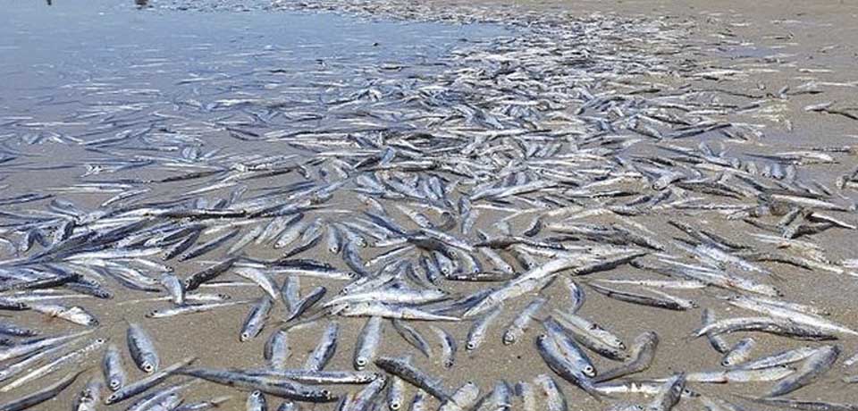 Miles de peces muertos aparecen en una popular playa
