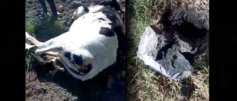 Vaca muere tras caerle una roca incandescente expulsada por volcán de San Miguel