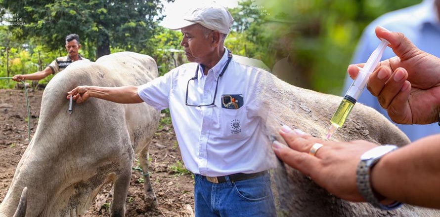MAG inicia vacunación de bovinos para beneficiar a ganaderos afectados por tormenta Julia