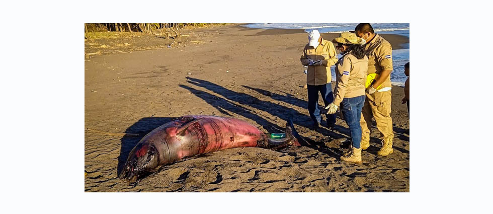 Hallan un cetáceo sin vida en Sonsonate