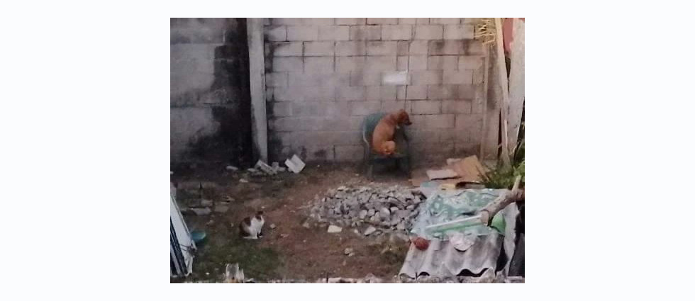 Denuncian a personas que tienen encadenado a su perrito día y noche y cuyo único refugio es una silla