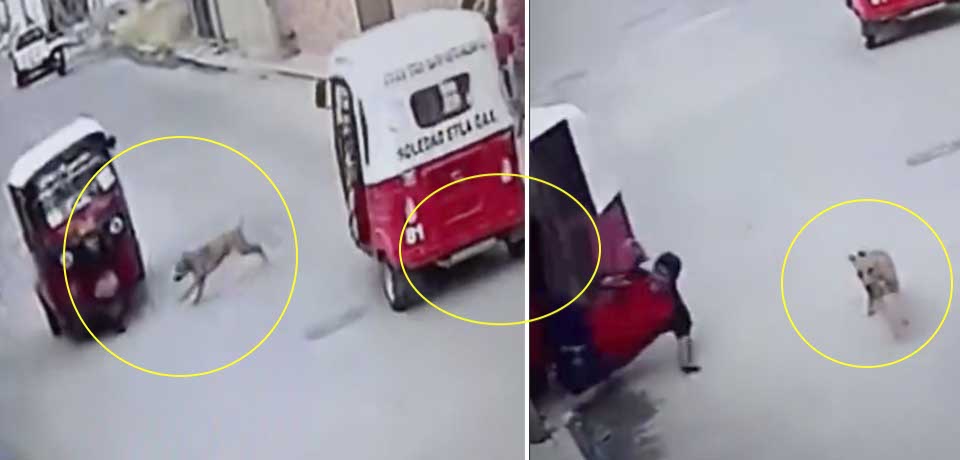 VIDEO: Perrito impacta contra una mototaxi y hace caer al conductor 