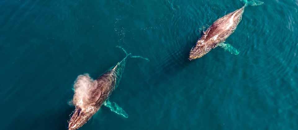 Captan ballenas este sábado en el puerto de Acajutla