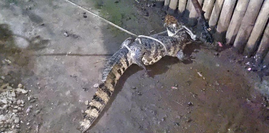Niños que jugaban en la calle confunden caimán con un perro y se llevan el susto de su vida