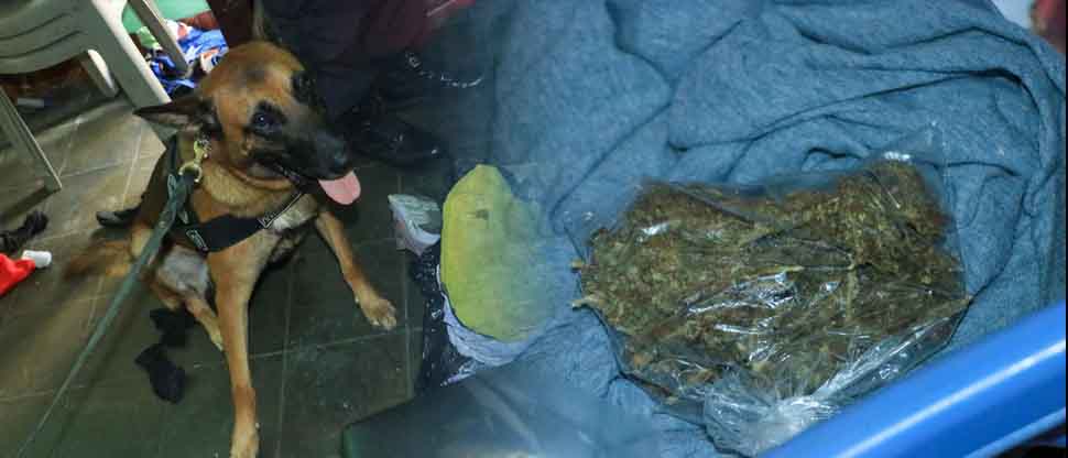 Sujetos que tenían más de $12 mil en droga son condenados a prisión  