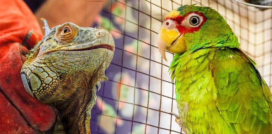 Decomisan especies exóticas que tenían en cautiverio