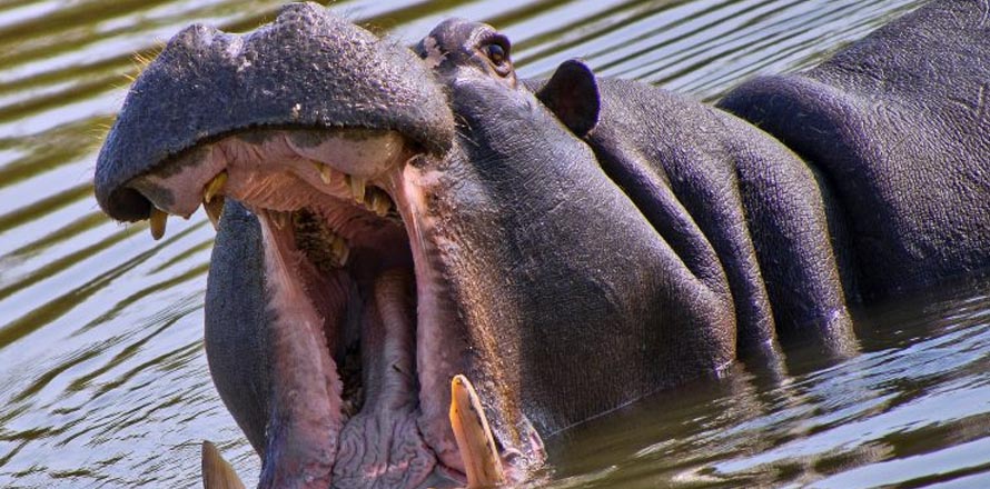 Hipopótamo se traga a un niño de 2 años que jugaba a la orilla de un lago