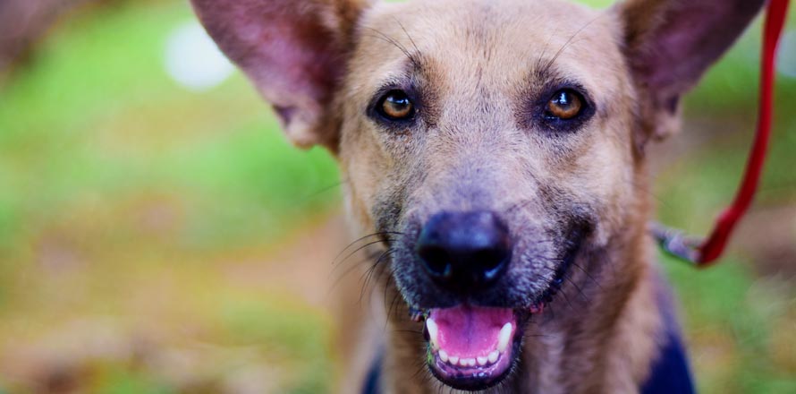 Bienestar Animal y alcaldías trabajan en conjunto para &nbsp;garantizar la seguridad de las mascotas