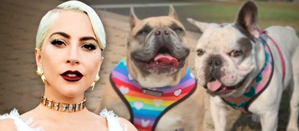 Condenan con 21 años de prisión a sujeto que robó los perros de Lady Gaga 