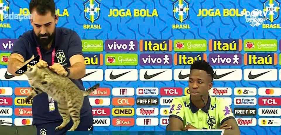 Brasil podría pagar hasta $200,000 por maltratar a un gato en conferencia de prensa