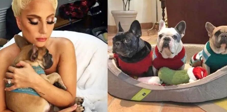 Condenan a 21 años de cárcel al hombre que le robó los perros a Lady Gaga