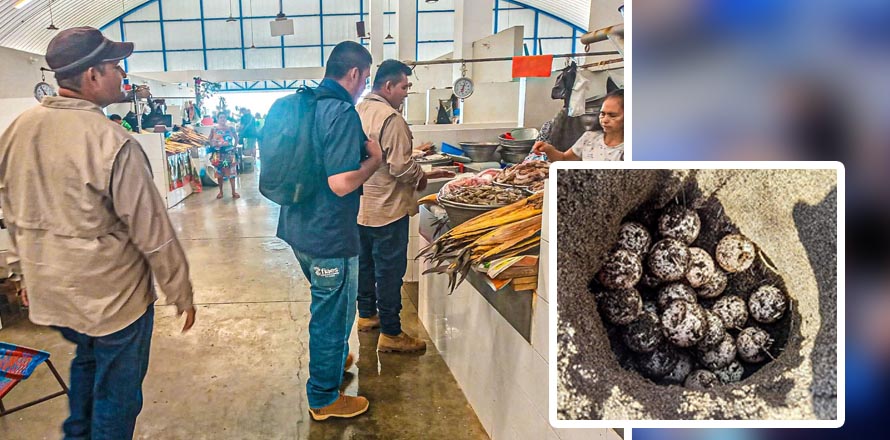MARN verifica que no se comercialice huevos de tortuga en playas y restaurantes