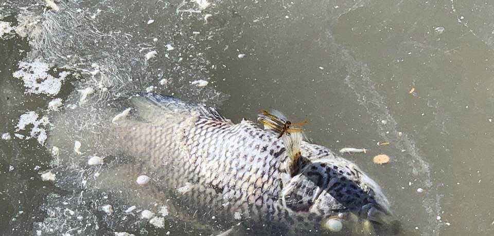 Reportan mortandad de peces en río de Santa Rosa de Lima