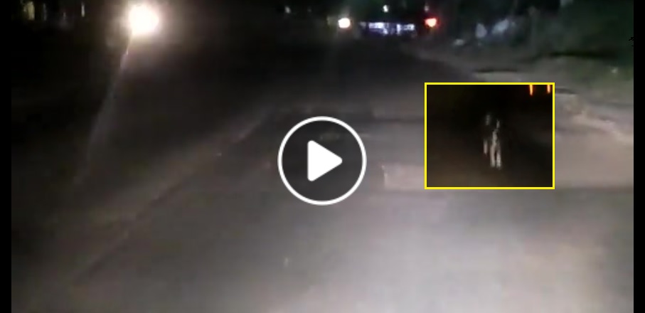 Graban a perrito mientras corre detrás de su dueño, quien lo abandonó en medio de la carretera | VIDEO
