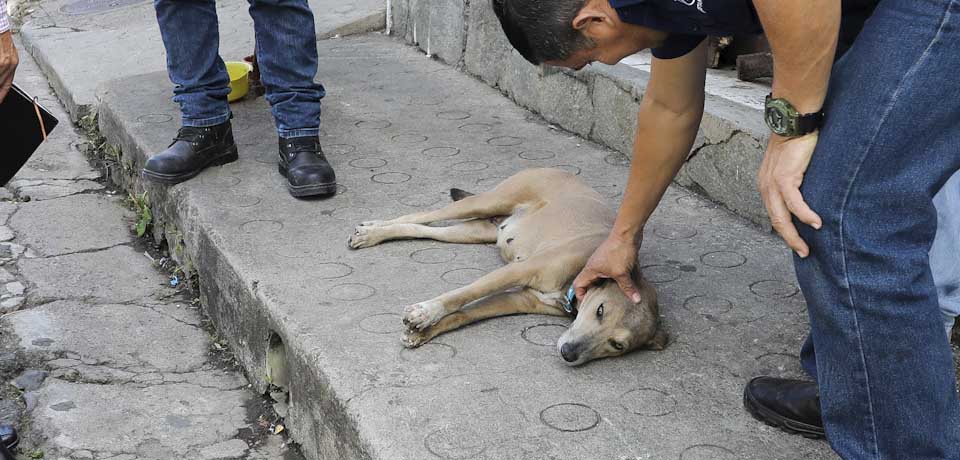 Buscan nuevo hogar para perrita que fue abandonada en la calle