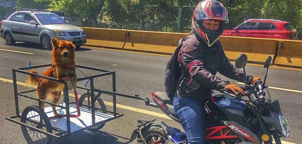 Mujer biker se las ingenia para transportar a su perrito por todo San Salvador