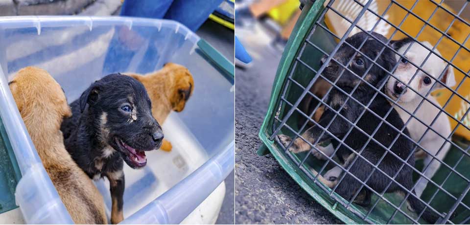Rescatan manada de cachorros que fueron abandonas en San Salvador