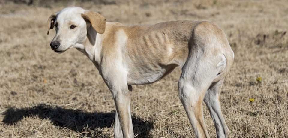 Capturan a sujeto por abusar de un perrito