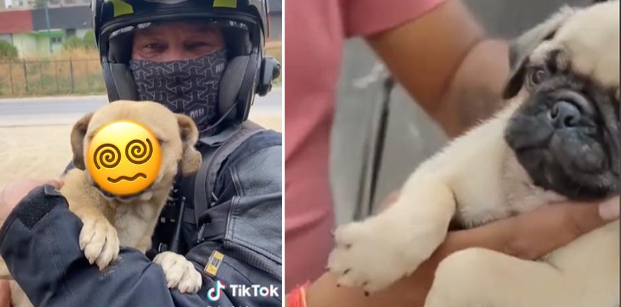 Le vendieron un Pug por internet y cuando creció se llevó un gran decepción