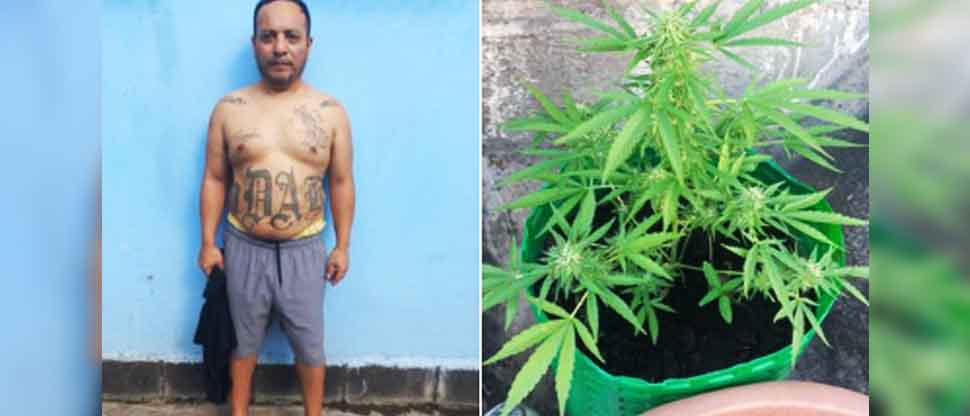 Se lo llevan preso por cultivar marihuana; militares lo sorprendieron en Soyapango