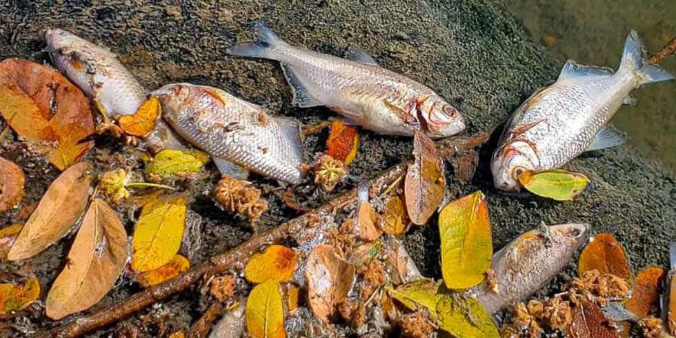 Medio Ambiente investiga mortandad de peces en Santa Rosa de Lima