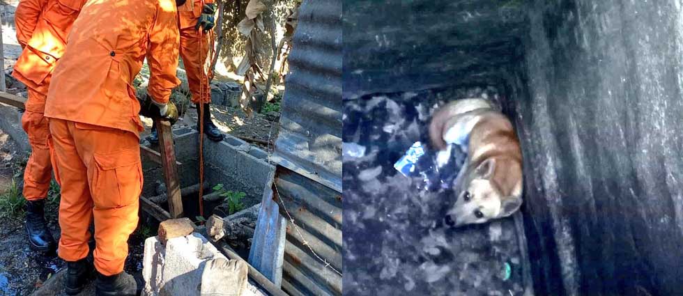 Bomberos rescatan a perrito que cayó a profunda alcantarilla