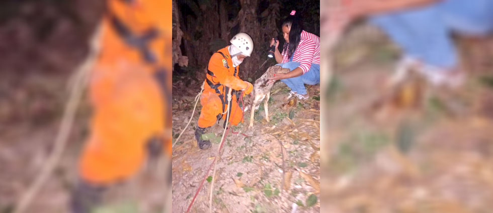 Rescatan a perrito que cayó a profundo pozo de unos 20 metros de profundidad
