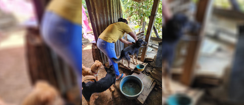Sancionan a dueño de tres perritos que los mantenía amarrados y en condiciones inadecuadas