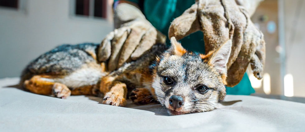 Rescatan a zorro gris cuyo pronóstico es reservado