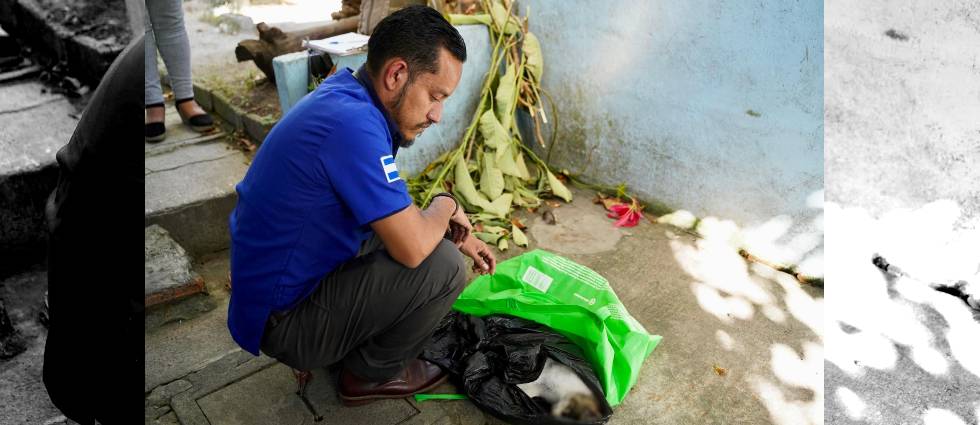 Investigan envenenamiento a ocho gatos en colonia de Soyapango
